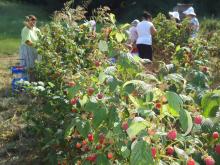 еднодневни договори, тютюнопроизводители, земеделски стопани